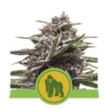 Royal Gorilla Automatic - Feminised - Royal Queen Seeds -Uitgelichte Plantenzaadwinkel royal gorilla automatic
