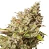 Royal Gorilla - Feminised - Royal Queen Seeds -Uitgelichte Plantenzaadwinkel royal gorilla 2
