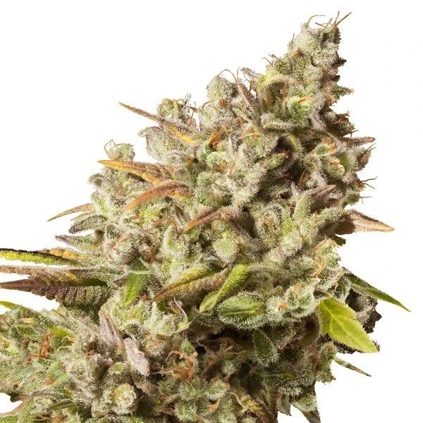 Royal Gorilla - Feminised - Royal Queen Seeds 3 Royal Gorilla - Feminised - Royal Queen Seeds