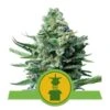 Royal Jack Auto - 5-pack - Feminised - Royal Queen Seeds 1 Royal Jack Auto - 5-pack - Feminised - Royal Queen Seeds -Uitgelichte Plantenzaadwinkel royal jack automatic