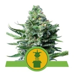Royal Jack Auto - 5-pack - Feminised - Royal Queen Seeds