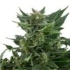 Royal Kush Automatic - Feminised - Royal Queen Seeds -Uitgelichte Plantenzaadwinkel royal kush automatic2
