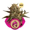 Mother Gorilla (Formerly Royal Madre) - Feminised - Royal Queen Seeds -Uitgelichte Plantenzaadwinkel royal madre 1