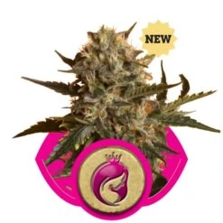 Mother Gorilla (Formerly Royal Madre) - Feminised - Royal Queen Seeds