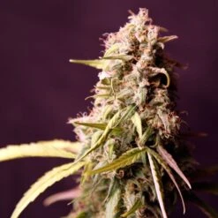 Royal Medic - Feminised - Royal Queen Seeds -Uitgelichte Plantenzaadwinkel royal medic 1 asc 1
