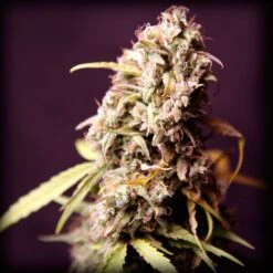 Royal Medic - Feminised - Royal Queen Seeds -Uitgelichte Plantenzaadwinkel royal medic 2 asc 1