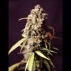 Royal Medic - Feminised - Royal Queen Seeds -Uitgelichte Plantenzaadwinkel royal medic 3 asc 1