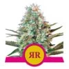 Royal Runtz - 3-pack - Feminised - Royal Queen Seeds -Uitgelichte Plantenzaadwinkel royal runtz