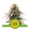 Royal Runtz Automatic - Feminised - Royal Queen Seeds -Uitgelichte Plantenzaadwinkel royal runtz automatic