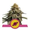 Royal Skywalker - Feminised - Royal Queen Seeds -Uitgelichte Plantenzaadwinkel royal skywalker rqs