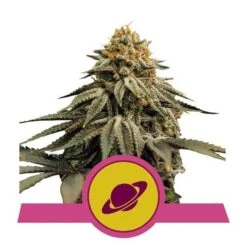 Royal Skywalker - Feminised - Royal Queen Seeds