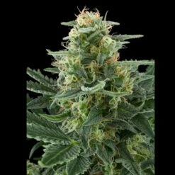 Royal Dwarf - Feminised - Royal Queen Seeds -Uitgelichte Plantenzaadwinkel royaldwarf 3 asc