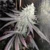 Baklava - 6PACK - Feminised - The Plug Seeds -Uitgelichte Plantenzaadwinkel rs w 600 h 600