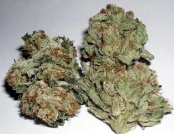 Rug Burn OG - 6-pack - Feminised - Rare Dankness