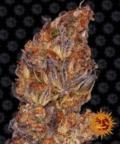 Runtz Auto - Feminised - Barney's Farm