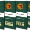 Runtz Muffin - 5-pack - Feminised - Barney's Farm -Uitgelichte Plantenzaadwinkel runtz muffin packet 1 seed 1