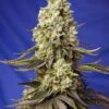 Runtz XL Auto - Feminised - Sweet Seeds 1 Runtz XL Auto - Feminised - Sweet Seeds -Uitgelichte Plantenzaadwinkel runtz xl auto r sws88