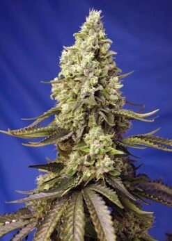 Runtz XL Auto - Feminised - Sweet Seeds