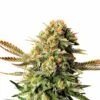 Russian Doll - 5PACK - Feminised - Kannabia Seeds -Uitgelichte Plantenzaadwinkel russian doll product image 106