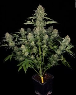 Serious Kush - 6PACK - Feminised - Serious Seeds 8 Serious Kush - 6PACK - Feminised - Serious Seeds -Uitgelichte Plantenzaadwinkel s.k