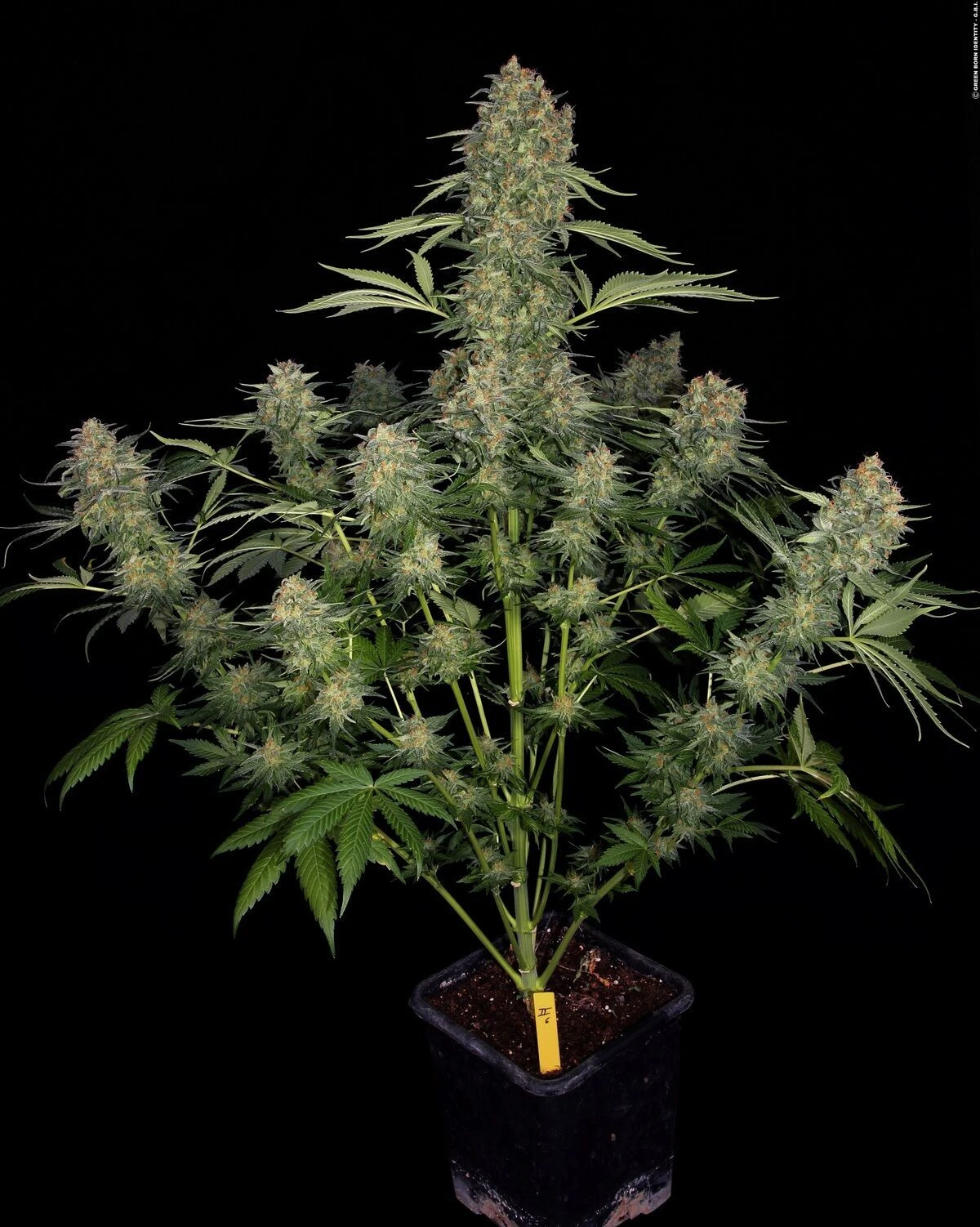 Serious Kush - 6PACK - Feminised - Serious Seeds 5 Serious Kush - 6PACK - Feminised - Serious Seeds - Afbeelding 3