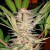 S.A.D.(Sweet Afghani Delicious S1) - Feminised Seeds - Feminised - Sweet Seeds -Uitgelichte Plantenzaadwinkel sad2