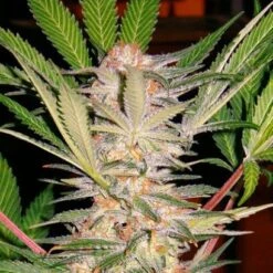S.A.D.(Sweet Afghani Delicious S1) - Feminised Seeds - Feminised - Sweet Seeds