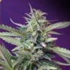 S.A.D. Auto (Sweet Afghani Delicious) - Feminised - Sweet Seeds -Uitgelichte Plantenzaadwinkel sad auto imagenes marco