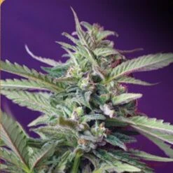 S.A.D. Auto (Sweet Afghani Delicious) - Feminised - Sweet Seeds