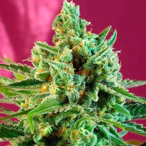S.A.D. Sweet Afgani Delicious CBD - Feminised - Sweet Seeds 3 S.A.D. Sweet Afgani Delicious CBD - Feminised - Sweet Seeds