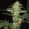 S.A.G.E. CBD - 5PACK - Feminised - T.H.Seeds -Uitgelichte Plantenzaadwinkel sage cbd2