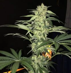 S.A.G.E. CBD - 5PACK - Feminised - T.H.Seeds