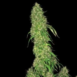 Uitgelichte Plantenzaadwinkel -Uitgelichte Plantenzaadwinkel sage1