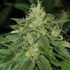 S.A.G.E. - 5PACK - Feminised - T.H.Seeds -Uitgelichte Plantenzaadwinkel sage2