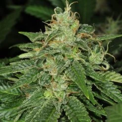 S.A.G.E. - 5PACK - Feminised - T.H.Seeds