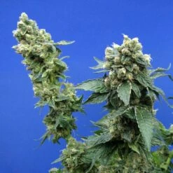 Sage'n Sour - 5PACK - Feminised - T.H.Seeds -Uitgelichte Plantenzaadwinkel sage nsour