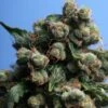 Sage'n Sour - 5PACK - Feminised - T.H.Seeds -Uitgelichte Plantenzaadwinkel sage nsour2