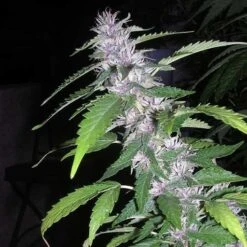 Sandstorm - Regular - Cannabiogen