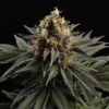Sativa Dream - 5-pack - Feminised - Kannabia Seeds -Uitgelichte Plantenzaadwinkel sativa dream 0