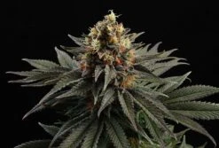 Sativa Dream - 5-pack - Feminised - Kannabia Seeds