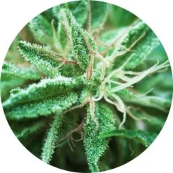 Sativa Samadhi - Regular - Top Tao Seeds