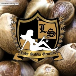 Sour Marmalade - 10PACK - Regular - Lady Sativa Genetics