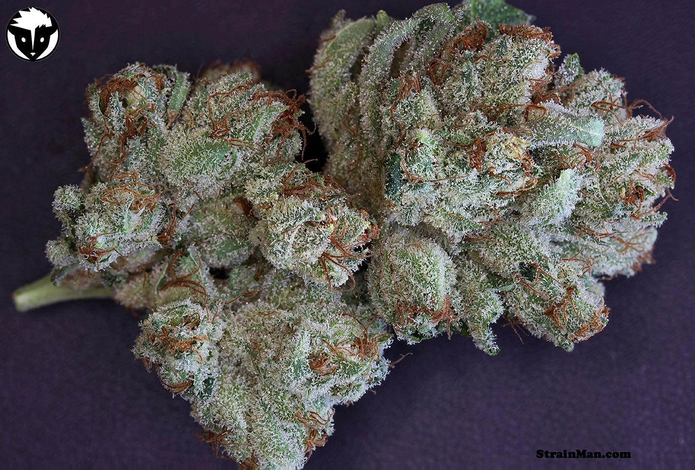 Scotts OG - 6PACK - Feminised - Rare Dankness 4 Scotts OG - 6PACK - Feminised - Rare Dankness - Afbeelding 2