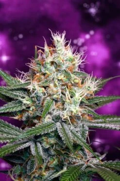 Space Dawg - Regular - TGA Genetics -Uitgelichte Plantenzaadwinkel sd 2 large