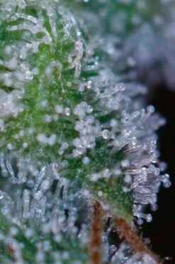 Space Dawg - Regular - TGA Genetics -Uitgelichte Plantenzaadwinkel sd 3 large