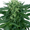 Sensi Amnesia Auto - Feminised - Sensi Seeds -Uitgelichte Plantenzaadwinkel sensi amnesia automatic xl 1 2
