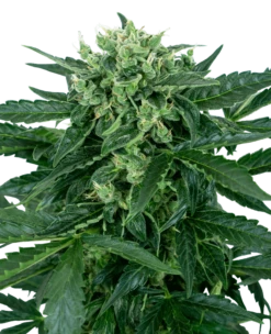 Sensi Amnesia Auto - Feminised - Sensi Seeds