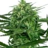 Sensi Amnesia - Feminised - Sensi Seeds 2 Sensi Amnesia - Feminised - Sensi Seeds -Uitgelichte Plantenzaadwinkel sensi amnesia feminized xlkopie