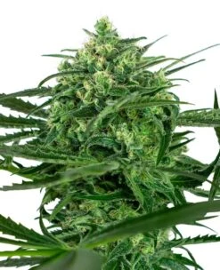 Sensi Amnesia - Feminised - Sensi Seeds
