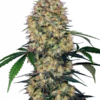Sensi Amnesia XXL Automatic - Feminised - Sensi Seeds -Uitgelichte Plantenzaadwinkel sensi amnesia xxl automatic sensi seeds 2